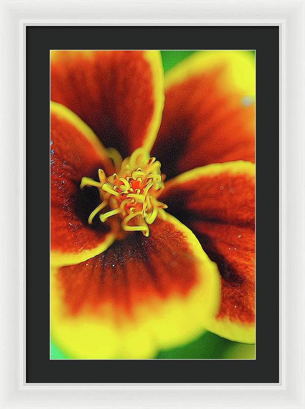 Marigold Center - Framed Print