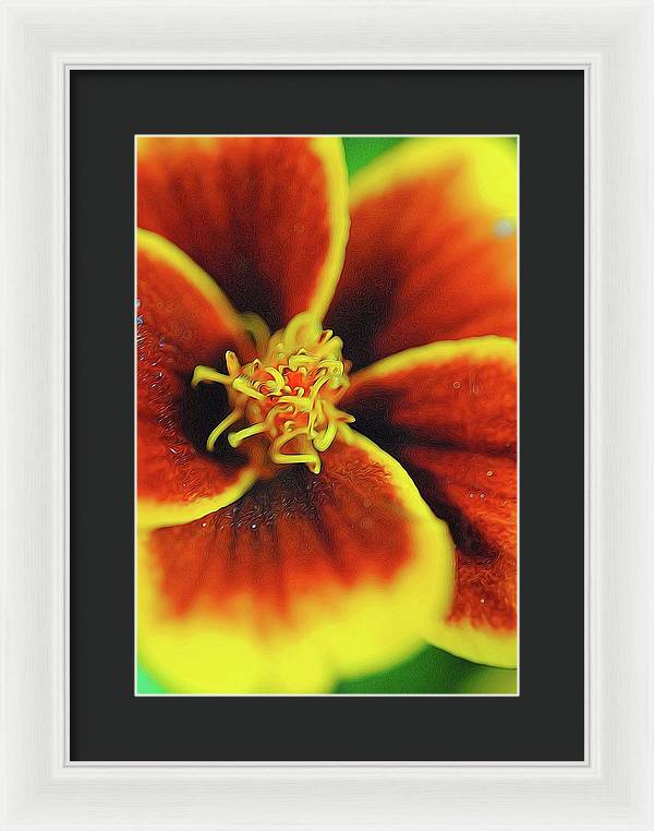 Marigold Center - Framed Print