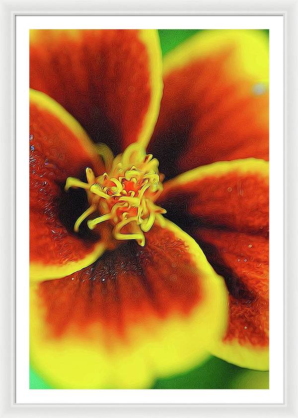 Marigold Center - Framed Print