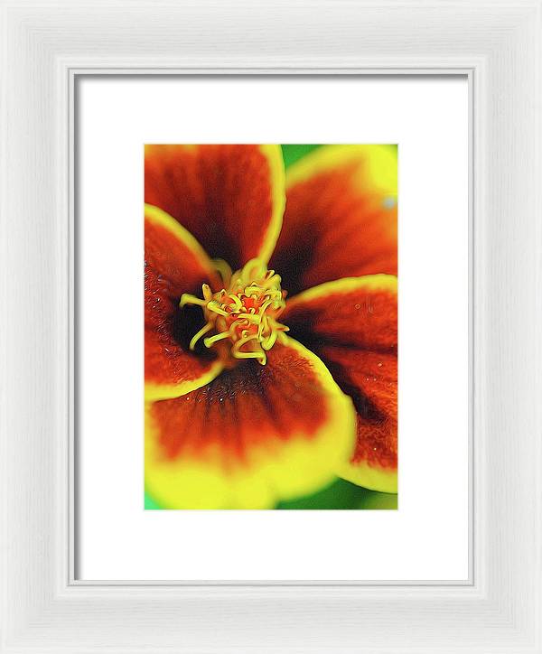 Marigold Center - Framed Print