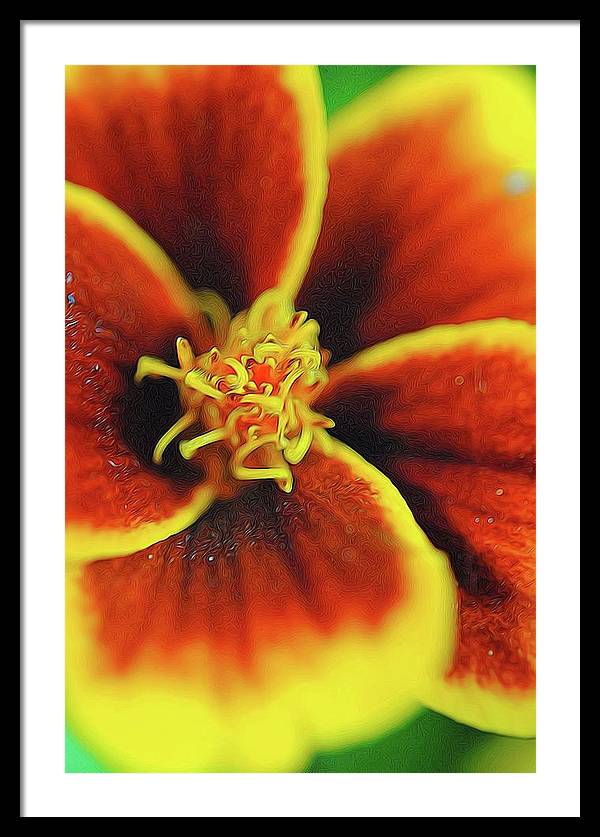 Marigold Center - Framed Print