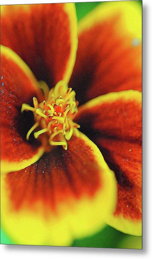 Marigold Center - Metal Print