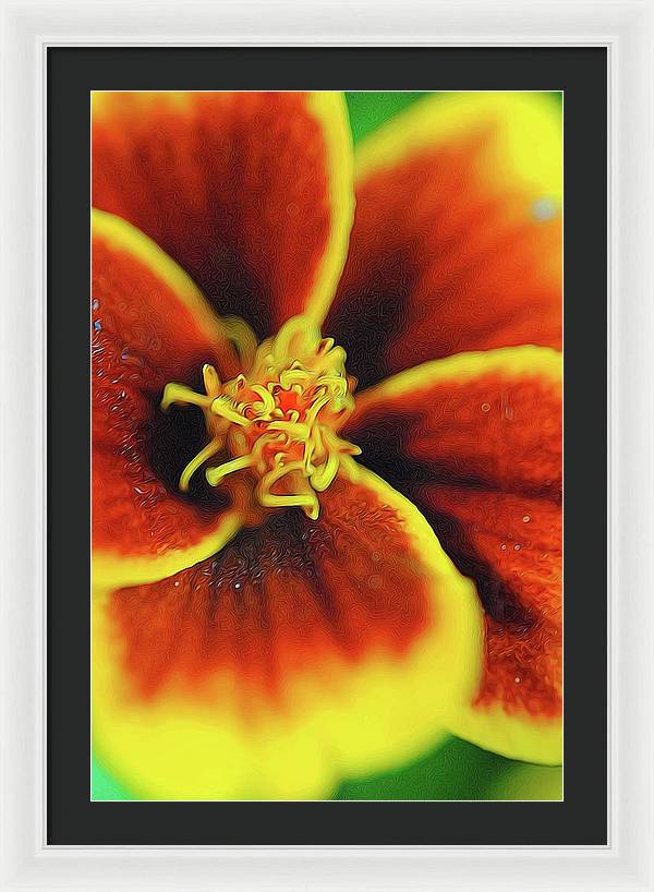 Marigold Center - Framed Print