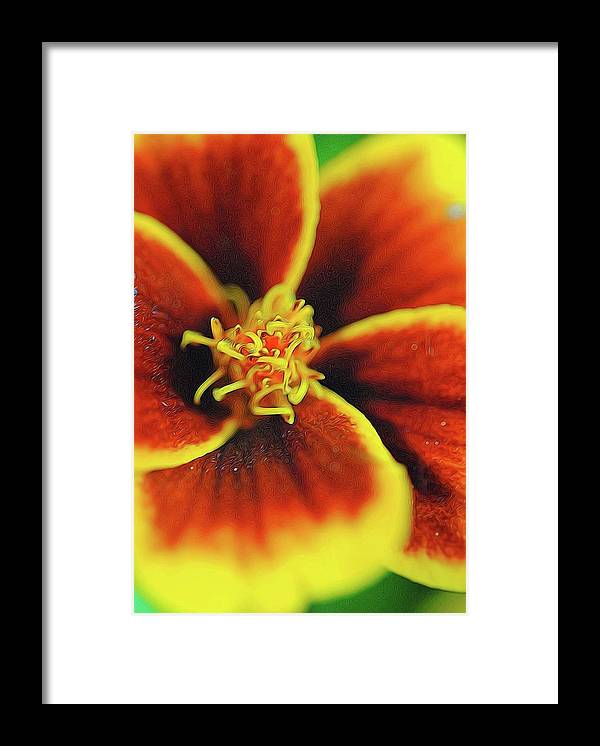 Marigold Center - Framed Print