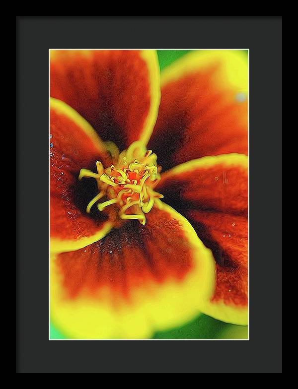 Marigold Center - Framed Print