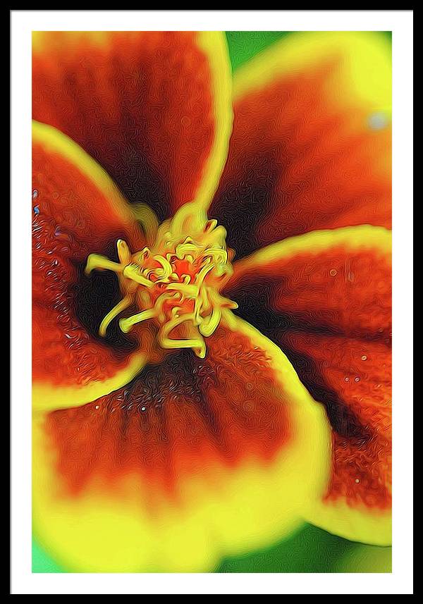 Marigold Center - Framed Print