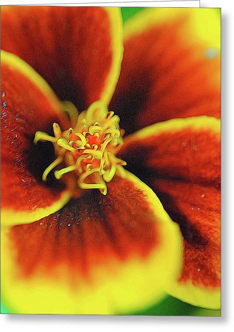 Marigold Center - Greeting Card