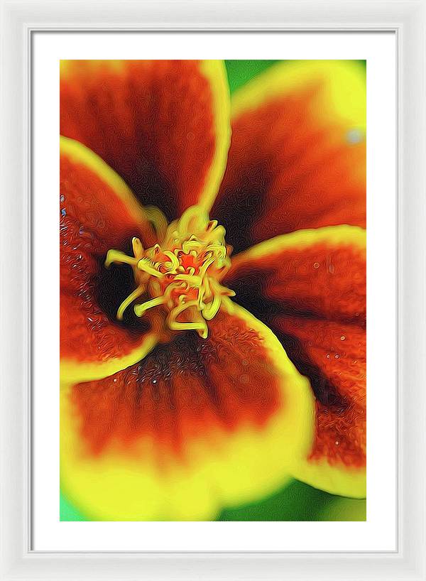 Marigold Center - Framed Print