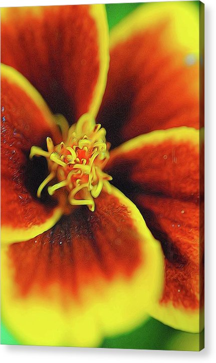 Marigold Center - Acrylic Print