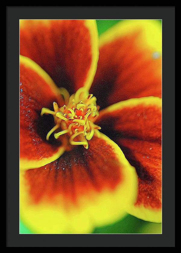 Marigold Center - Framed Print