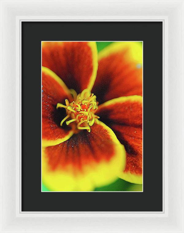 Marigold Center - Framed Print