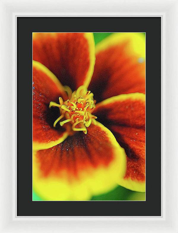 Marigold Center - Framed Print