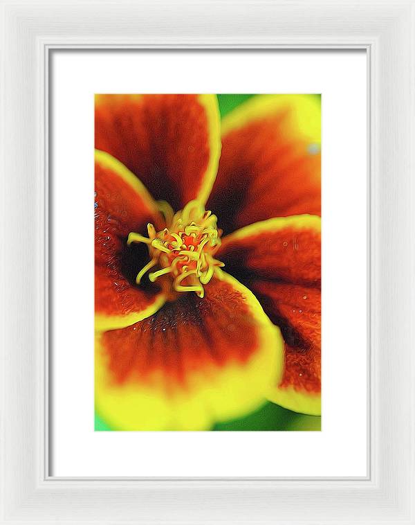 Marigold Center - Framed Print