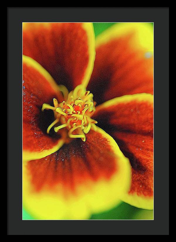 Marigold Center - Framed Print