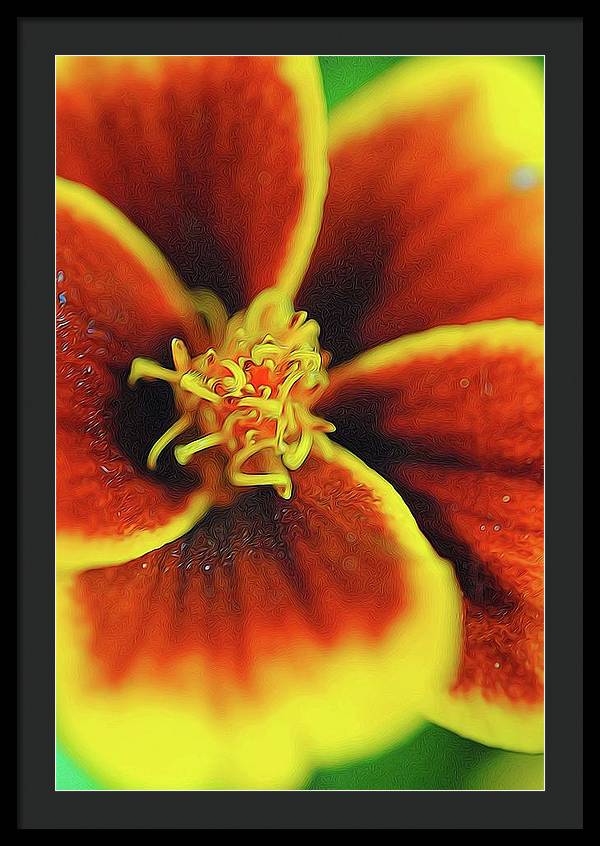 Marigold Center - Framed Print