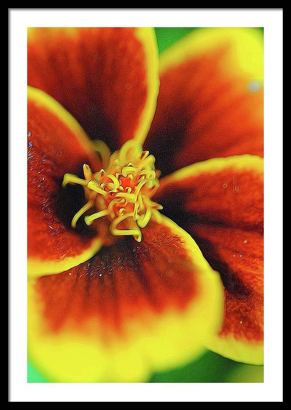 Marigold Center - Framed Print