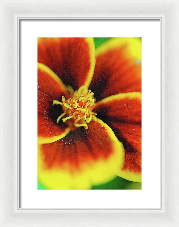 Marigold Center - Framed Print