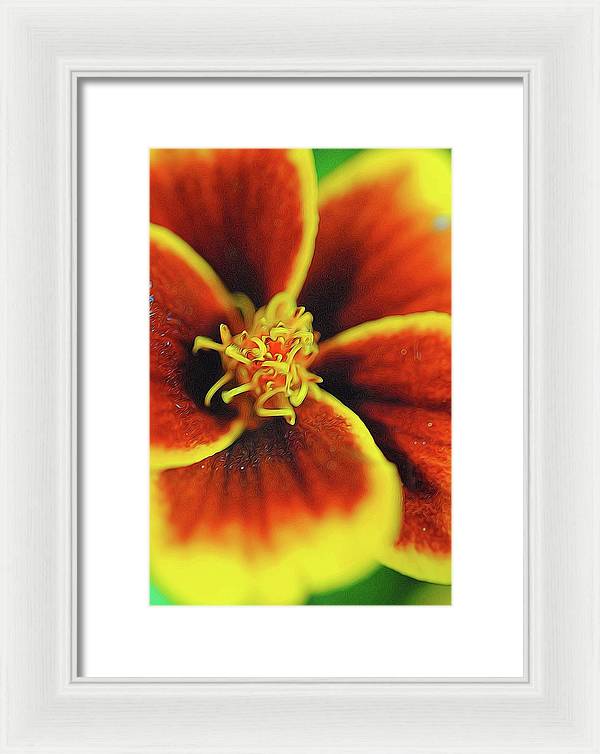 Marigold Center - Framed Print