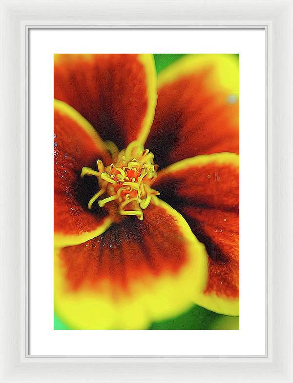 Marigold Center - Framed Print