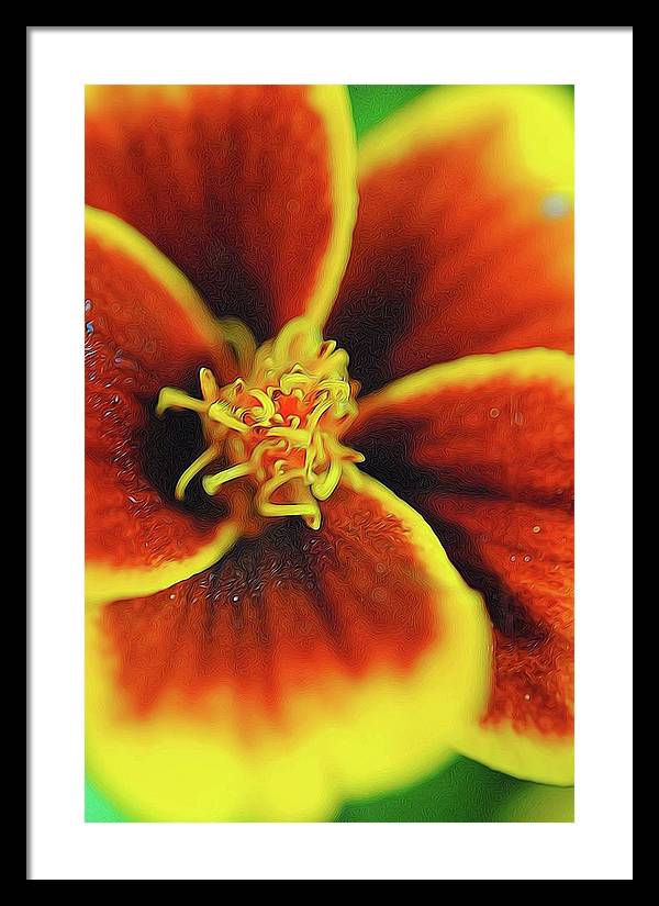 Marigold Center - Framed Print