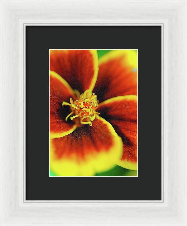 Marigold Center - Framed Print