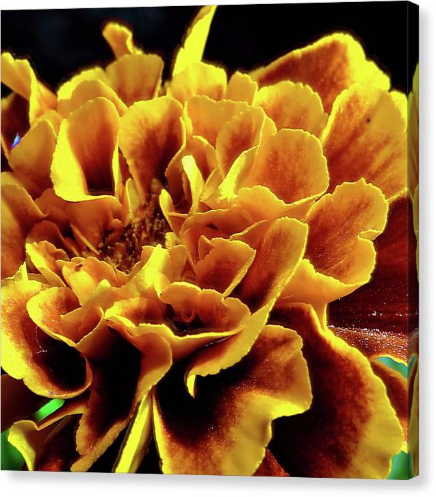 Marigold Close Up - Canvas Print