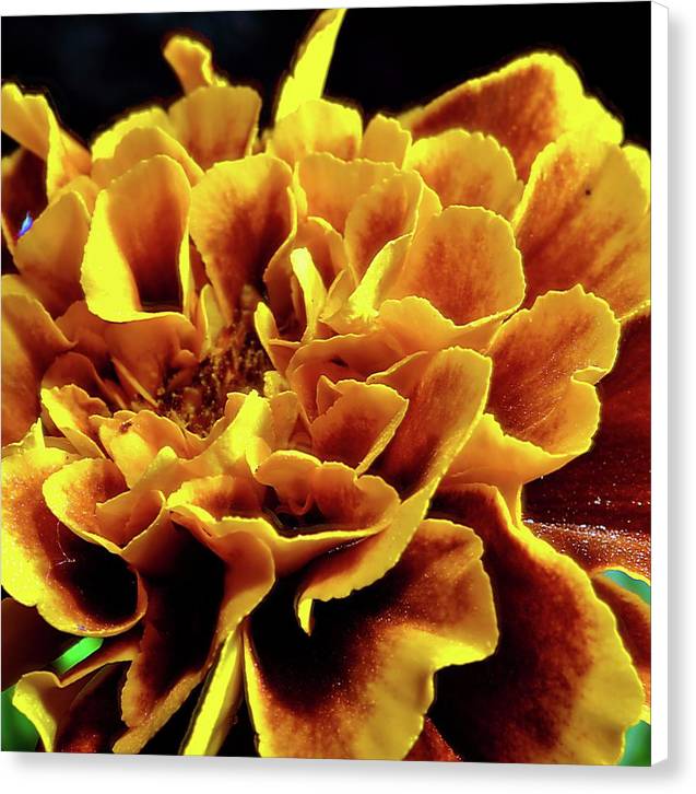 Marigold Close Up - Canvas Print