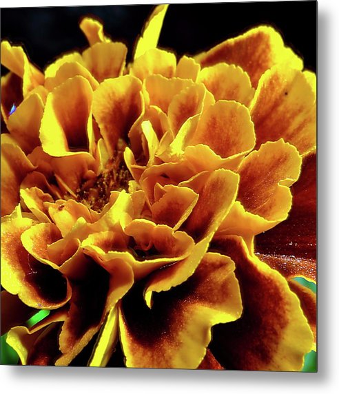 Marigold Close Up - Metal Print