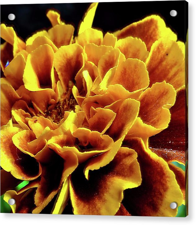 Marigold Close Up - Acrylic Print