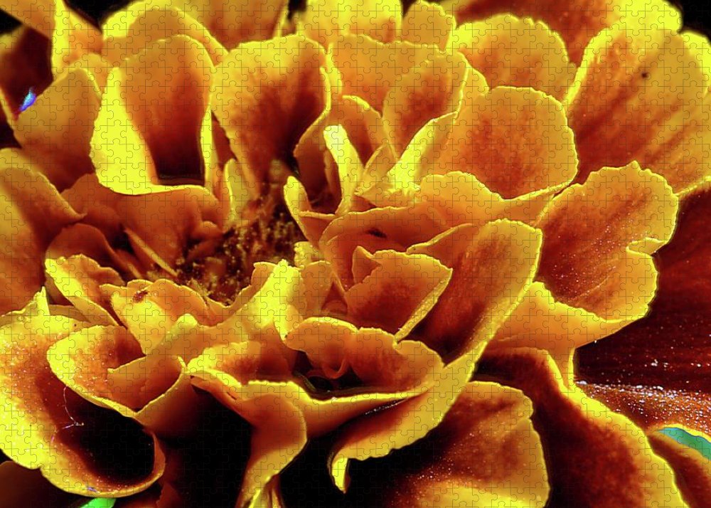 Marigold Close Up - Puzzle