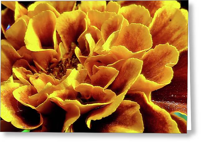 Marigold Close Up - Greeting Card