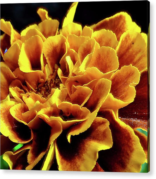 Marigold Close Up - Acrylic Print