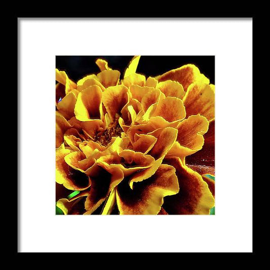 Marigold Close Up - Framed Print
