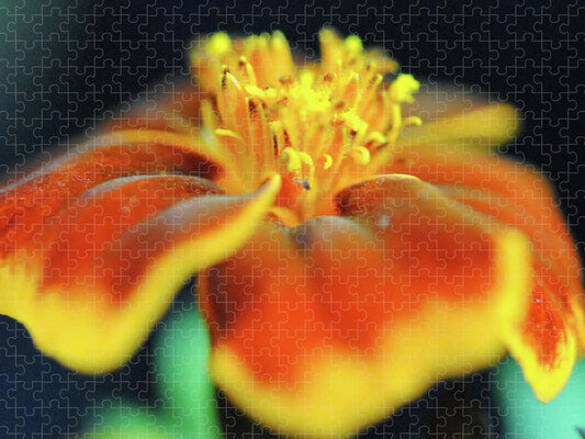 Marigold With Pollen - Puzzle