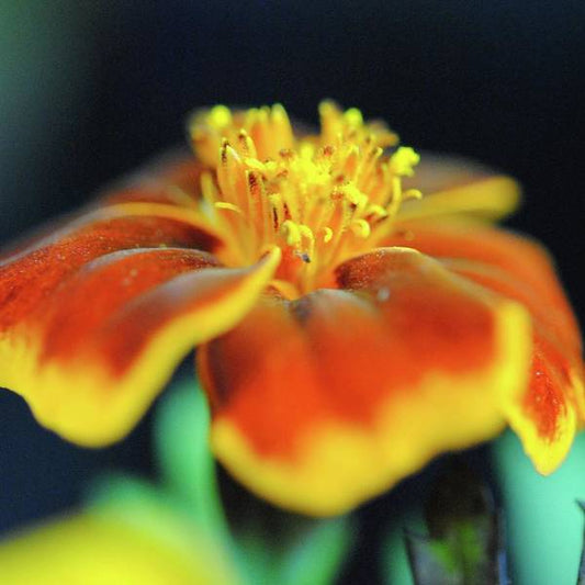 Marigold With Pollen - Art Print