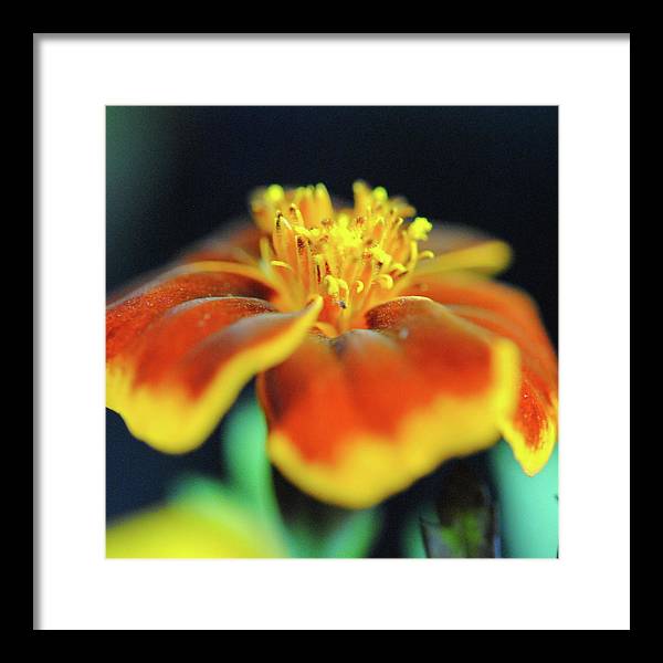 Marigold With Pollen - Framed Print
