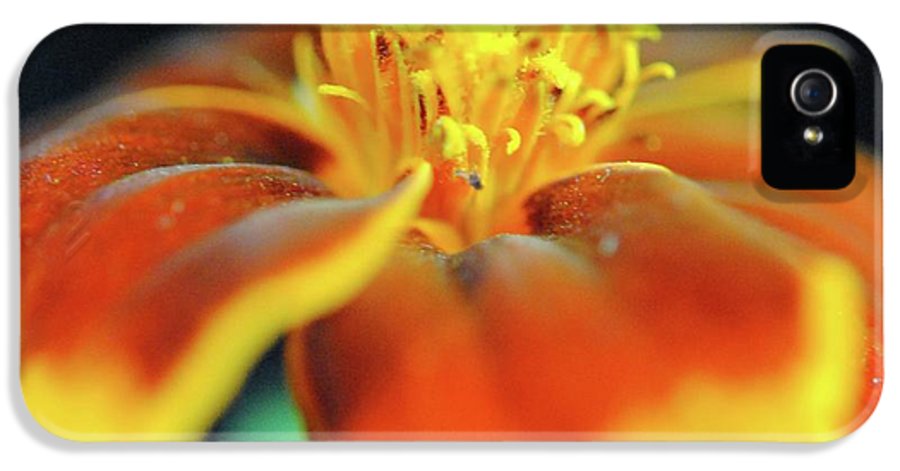 Marigold With Pollen - Phone Case