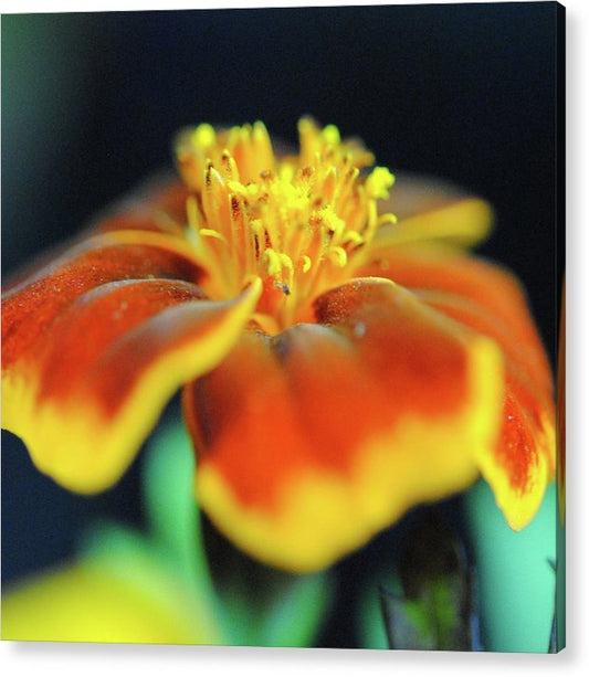 Marigold With Pollen - Acrylic Print