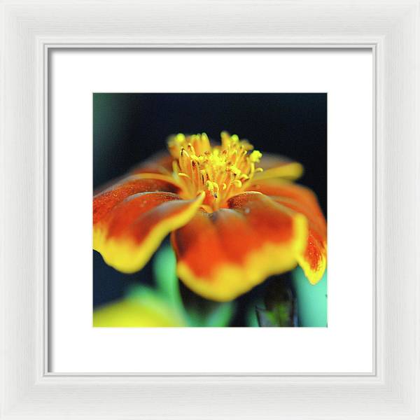 Marigold With Pollen - Framed Print