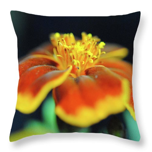 Marigold With Pollen - Throw Pillow