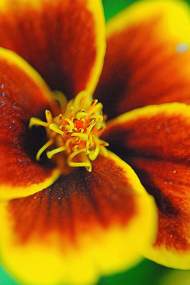 Marigold center Digital image Download