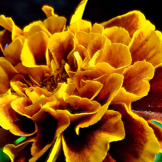 Marigold Close Up Digital Image Download