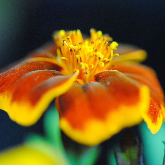 Marigold With pollen Digital Image Download