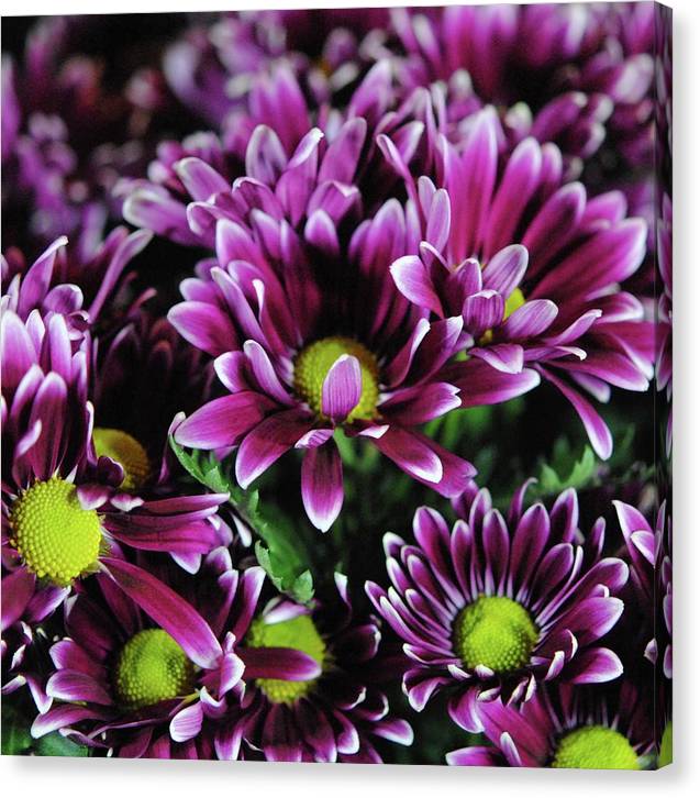 Maroon and White Mums - Canvas Print