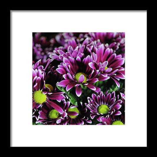 Maroon and White Mums - Framed Print