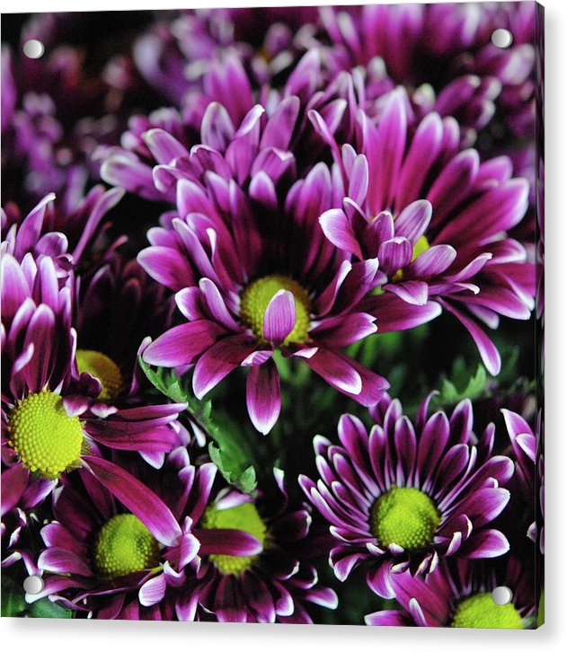 Maroon and White Mums - Acrylic Print