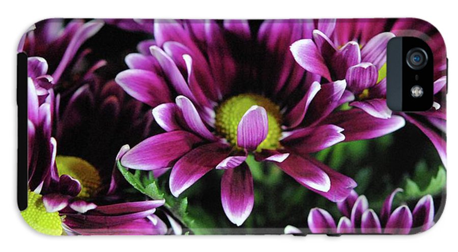 Maroon and White Mums - Phone Case