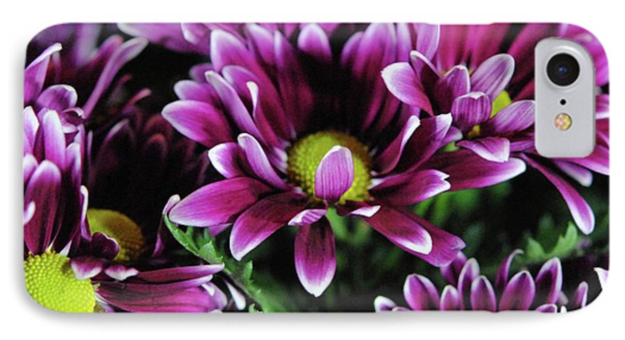 Maroon and White Mums - Phone Case