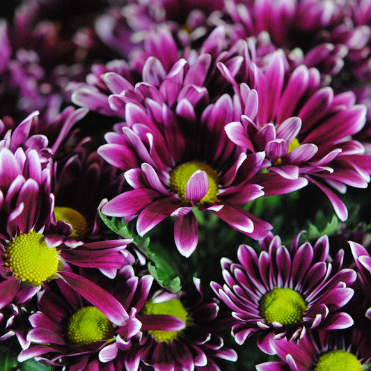 Maroon and White Mums Digital Image Download