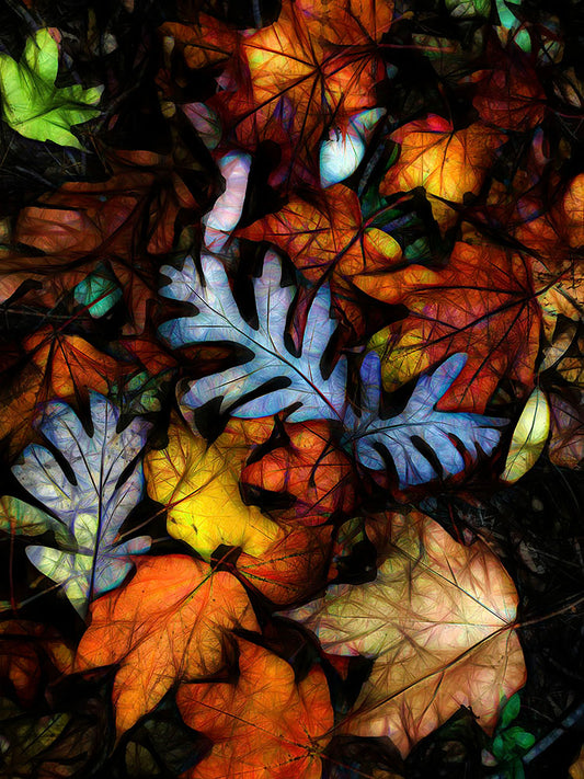 Mid October Leaves 1 Digital Image Download